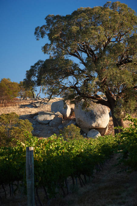 Fowles Vineyard