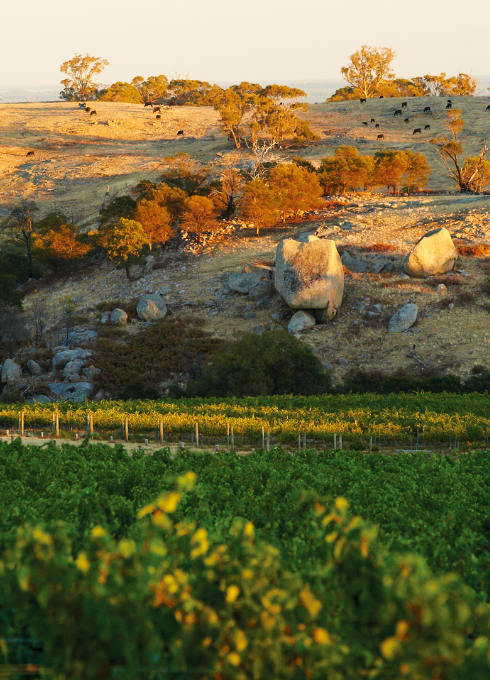 Fowles Vineyard
