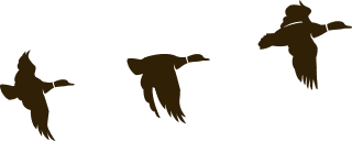 Ducks Brow