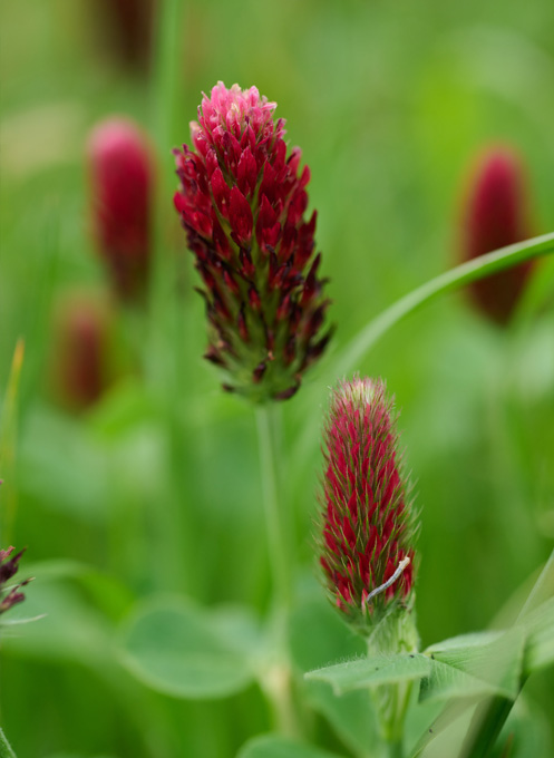 Crimson Clover